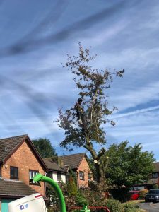Tree surgeon coventry and solihull