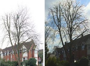 Tree thinning Coventry